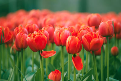 Close-up of red tulips blooming on field