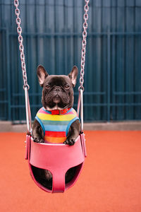 Small french bulldog dog in swing on playground