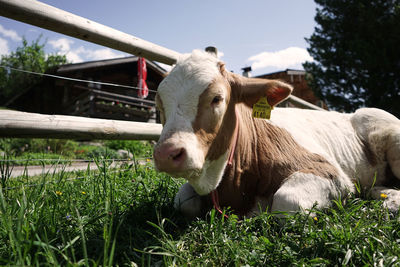 Cow in a field