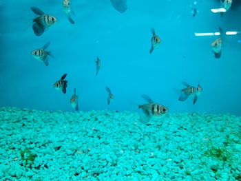 View of fishes swimming in sea