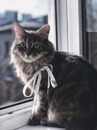 Portrait of a cat