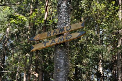 Low angle view of sign by trees in forest