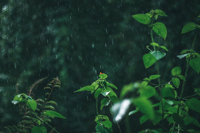 Plants growing on land during rainy season