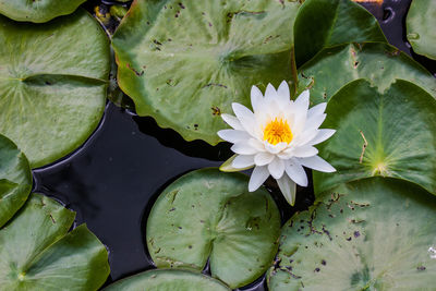 Close-up of lotus water lily