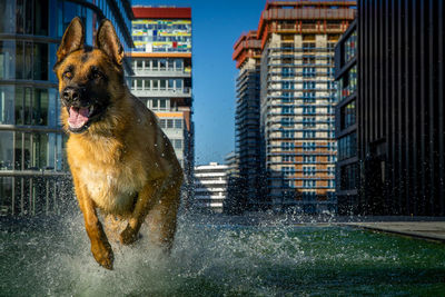 Dog running in water against buildings in city