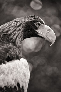 Close-up of a bird looking away