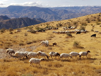 Flock of sheep on field