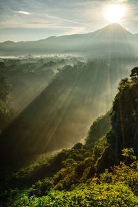 Sunlight streaming through trees on landscape against sky