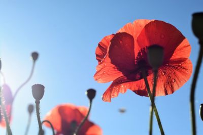 Close-up of red poppy against sky