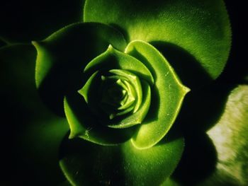 Close-up of flowering plant against black background
