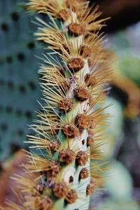 Close-up of wilted plant