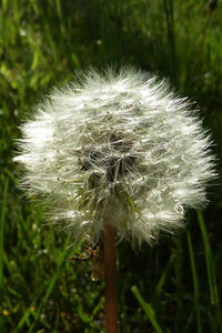 Close-up of dandelion flower