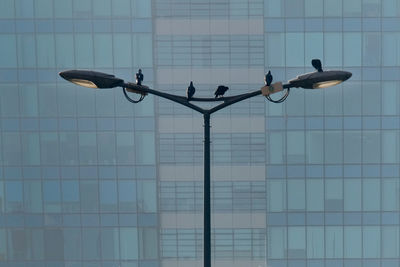 Low angle view of birds on building