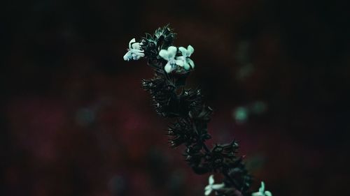 Close-up of flowers against blurred background