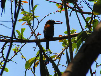 Low angle view of bird perching on tree against sky