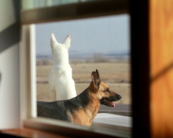 Shepherd dogs seen from window