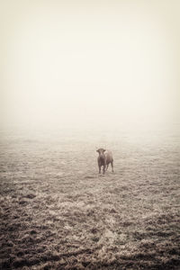 Portrait of bull standing on field