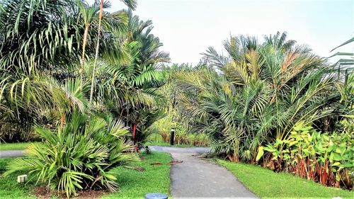 Palm trees against sky