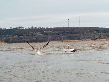 Birds flying over lake against sky