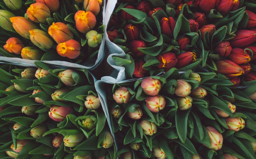 Full frame shot of tulips