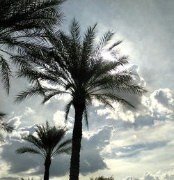 Low angle view of palm trees against sky