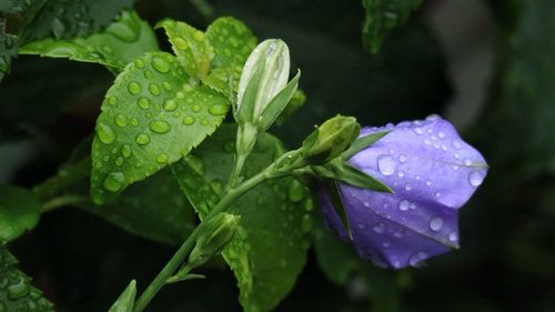 Close-up of water drops on leaf