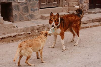 View of dog standing in front of built structure