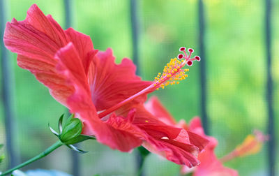 Close-up of red flowering plant