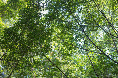 Low angle view of bamboo trees in forest