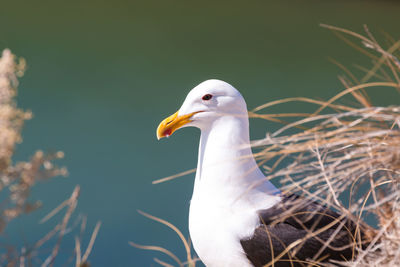 Close-up of seagull