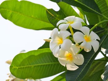 Close-up of white flowers blooming on tree