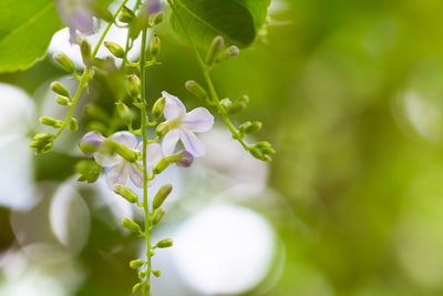 Close-up of purple flowering plant