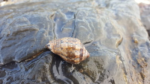 Close-up of turtle in water