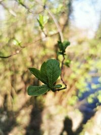 Close-up of a leaf on a tree