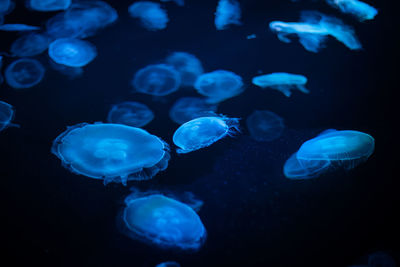 Close-up of jellyfish 