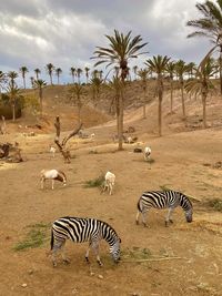 Zebra crossing in a field