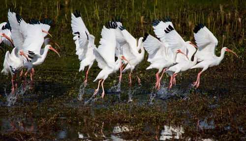 View of birds in water