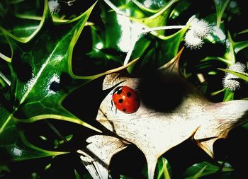 High angle view of ladybug on plant