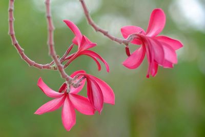 Close-up of pink flowering plant