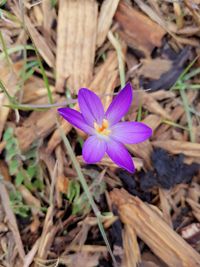 Close-up of purple crocus blooming on field