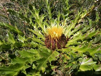 Close-up of flower