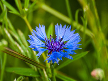 Close-up of purple blue flower