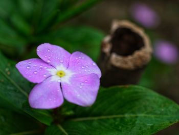 Close-up of wet purple flower blooming outdoors