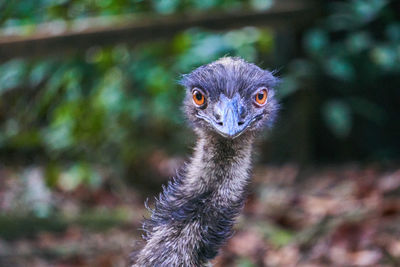 Close-up portrait of ostrich