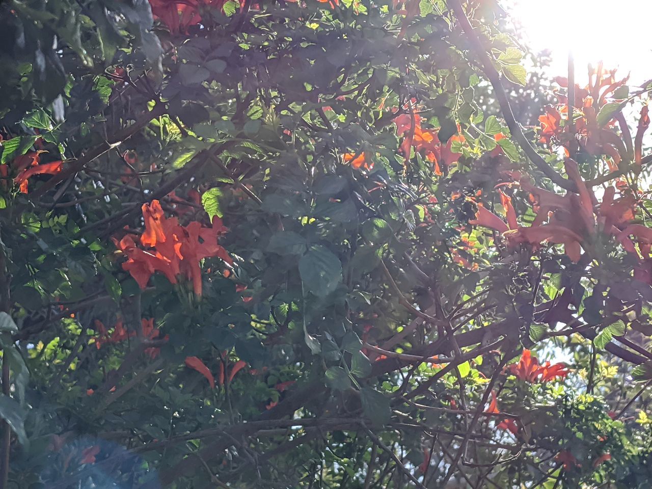 CLOSE-UP OF ORANGE LEAVES ON TREE