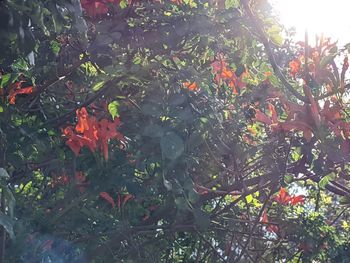 Close-up of orange leaves on flowering tree
