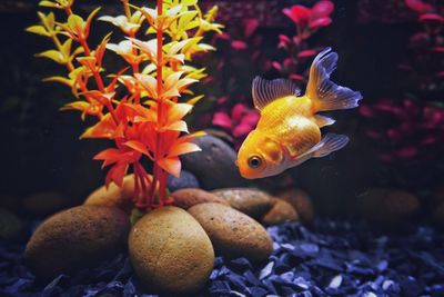 Close-up of fish swimming in sea