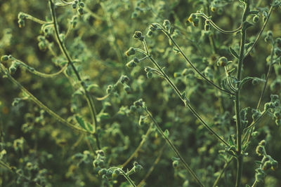 Close-up of plants growing on field