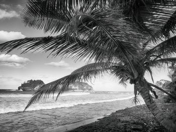 Palm tree on beach against sky