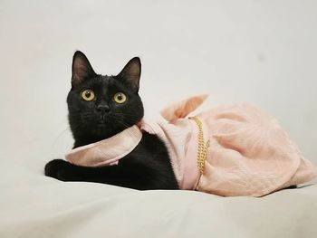 Portrait of black cat against white background